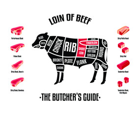 Meat and Beef cuts. Diagrams for butcher shop. Scheme of beef. Vector illustration. Beef butcher's guide. Used for cooking steak and roast - t-bone, rib eye, porterhouse, tomahawk, etc.