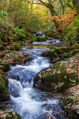 Obraz na płótnie Canvas A stream flowing through the autumn forest