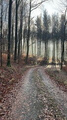 Forest Walk (Westerwald, Germany)