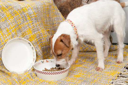 Dog eating 