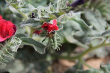red and white flower