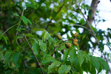 Pitomba (Talisia esculenta) fruit still on the shrub. Healthy fruit of the Amazon rainforest....