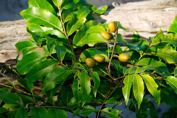 Pitomba (Talisia esculenta) fruit still on the shrub. Healthy fruit of the Amazon rainforest. Diameter about 20 mm, it has a sweet and vitamine rich coating around the seeds.