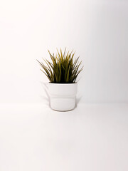 Flower in a pot on a white background