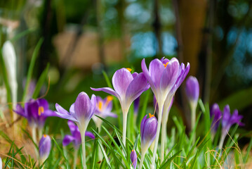 Fototapeta premium Blurred focus. Spring flowers. Crocuses.