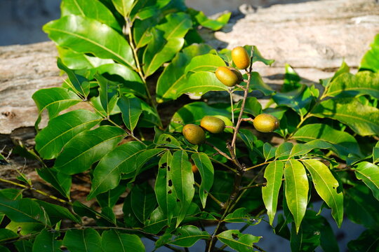 Pitomba (Talisia esculenta) fruit still on the shrub. Healthy fruit of the Amazon rainforest. Diameter about 20 mm, it has a sweet and vitamine rich coating around the seeds.