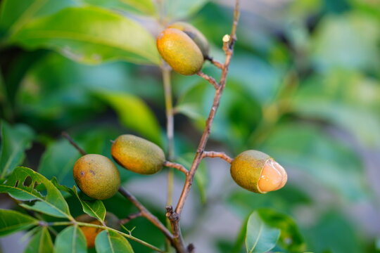 Pitomba (Talisia esculenta), healthy fruit of Amazon rainforest. Diameter about 20 mm, here partially half-opened to show the sweet covering of the seeds. Fruit growing wild in Par&aacute; State, Brazil.
