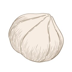 Walnut, hazelnut kernel on a white background, contour illustration