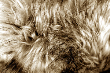 Animal fur close up in brown tone.