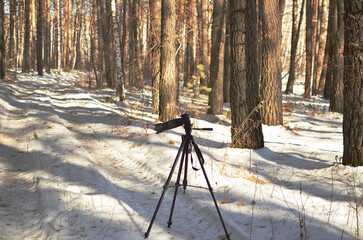 photographer in the spring forest preparing for photography