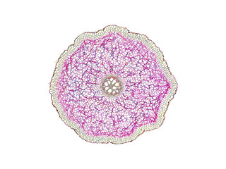 cross section cut slice of plant stem under the microscope – microscopic view of plant cells for botanic education