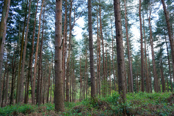 Looking in to a tall pine tree forest