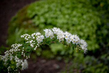 White flowers spiraea on branch on green wall. spiraea cinerea grefsheim blooming in spring garden. bush of white flowers in spring. gardening. home garden. green leaves, bushes. spirea wangutta