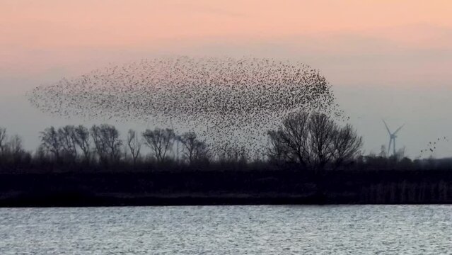 A flock of starlings puts on a spectacular air show at sunset