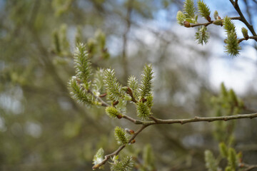 Close up of catkins growing on a tree branch in the spring 