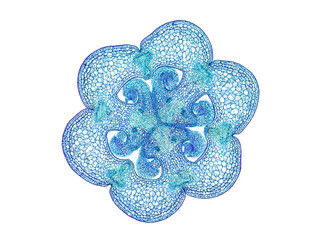 cross section cut slice of plant stem under the microscope – microscopic view of plant cells for...