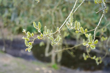 Close up of catkins growing on a tree branch in the spring 