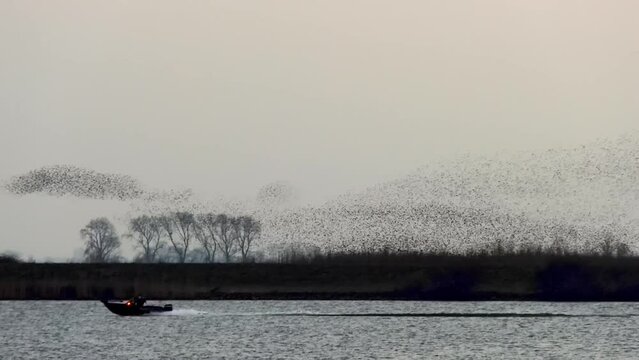 A huge flock of starlings in the sky as a speedboat sails by