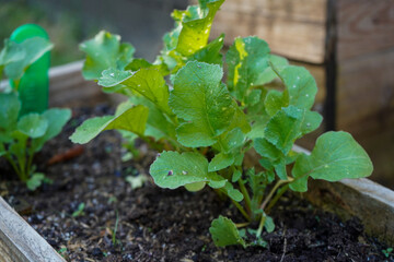 Close up of young radish plants 