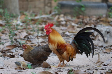 Cambodia. The Ga Tre, or Vietnamese Bantam, originated in the southern portion of Vietnam. 