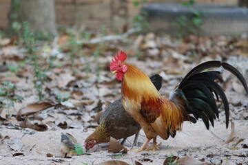 Cambodia. The Ga Tre, or Vietnamese Bantam, originated in the southern portion of Vietnam. 