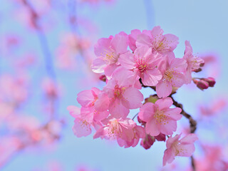 Close up kawazu cherry blossoms