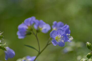 紫色の可憐な花　セイヨウハナシノブ
