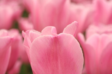 春のピンク色のチューリップ花壇4月　チューリップ　春　深谷花フェスタ　ガーデニング　花壇 　4月　5月