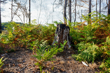 Close up of and over grown old tree stump in woodland