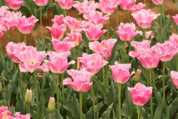 春のピンク色のチューリップ花壇4月　チューリップ　春　深谷花フェスタ　ガーデニング　花壇 　4月　5月
