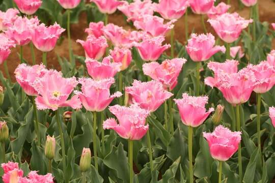 花フェスタ Images Browse 68 Stock Photos Vectors And Video Adobe Stock