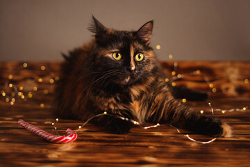 surprised cat with a garland and a candy cane on wooden boards