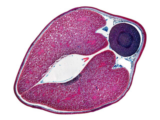 cross section cut slice of plant stem under the microscope – microscopic view of plant cells for botanic education