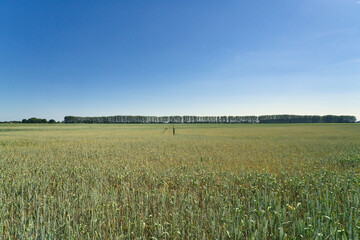 Beautiful agriculture field and blue sky in summertime in brandenburg