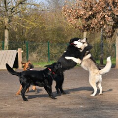 4 funny dogs playing together in an off-leash dog park in the morning ligh. 2 dogs hug each other
