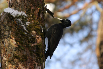 A female great black woodpecker looking for larvae on old trees in sunny weather