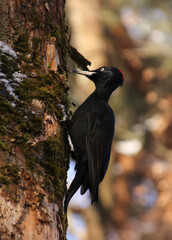 A female great black woodpecker looking for larvae on old trees in sunny weather