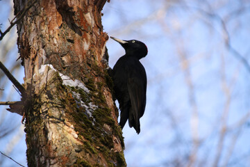 A female great black woodpecker looking for larvae on old trees in sunny weather