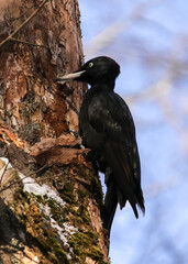 A female great black woodpecker looking for larvae on old trees in sunny weather