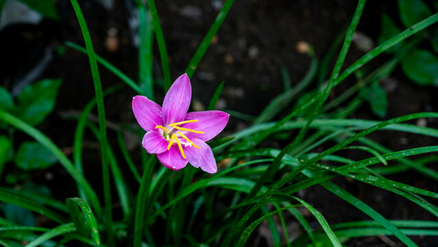pink rain lily or Zephyranthes rosea, commonly known as the Cuban zephyrlily, rosy rain lily, rose fairy lily, rose zephyr lily or the pink rain lily, is a species of rain lily
