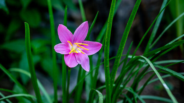pink rain lily or Zephyranthes rosea, commonly known as the Cuban zephyrlily, rosy rain lily, rose fairy lily, rose zephyr lily or the pink rain lily, is a species of rain lily