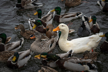 Rare wild white duck mutant fighting ducks for food on winter lake, wildlife and survival
