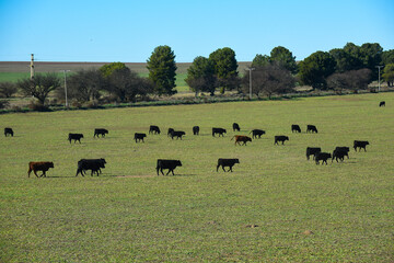Cattle grazing in pampas countryside, La Pampa, Argentina.