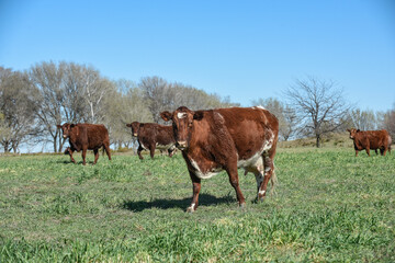 Cattle grazing in pampas countryside, La Pampa, Argentina.