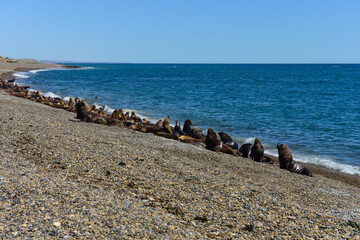 Male Sea Lion , in the coastal colony,Patagonia, Argentina.