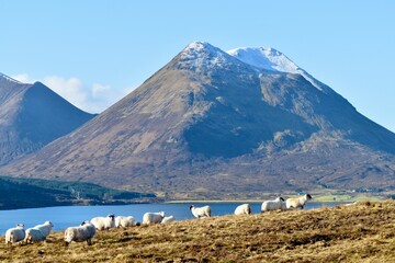 sheep in front of the Black Cuillins, Isle of Skye.