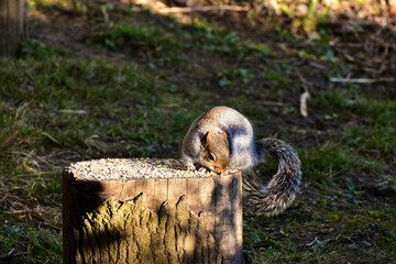 Bicolour squirrel on a stump in Coombe Abbey park eating bird food, Coventry, England, UK