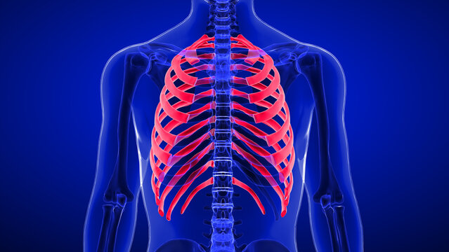 The rib cage, as an enclosure that comprises the ribs, vertebral column and sternum in the thorax of most vertebrates, protects vital organs such as the heart, lungs and great vessels.

