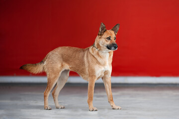 red kind small dog on a red background