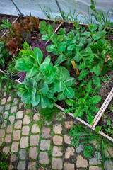 Gardening in a green house